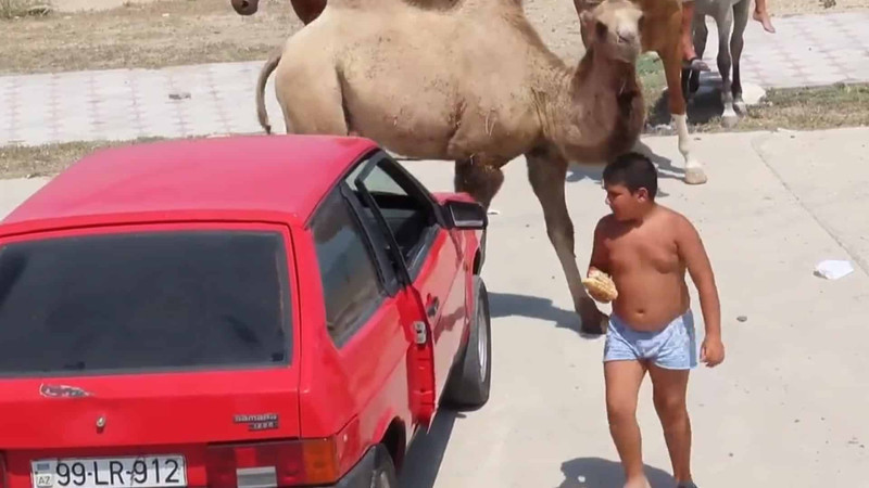 Məşhur dəvə uşaqla “qaçdı-tutdu oynayıb”