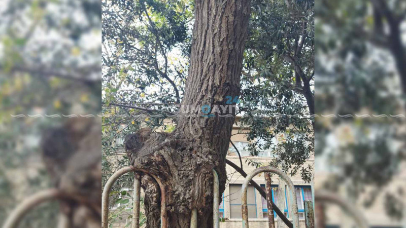 Birləşmiş məhəllədə irigövdəli ağac sakinlərə təhlükə yaradır