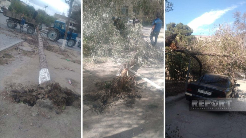 Sumqayıtda irigövdəli ağaclar kökündən qopub