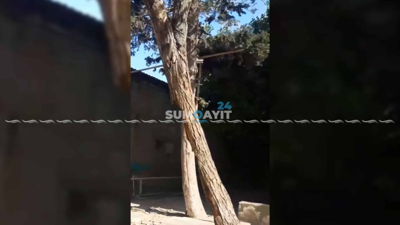 Kötüyü boş iri ağac küləkdən yellənir