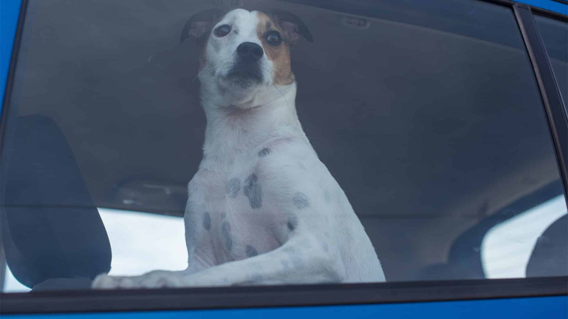 Ceyranbatanda 2 minlik it oğurlanıb