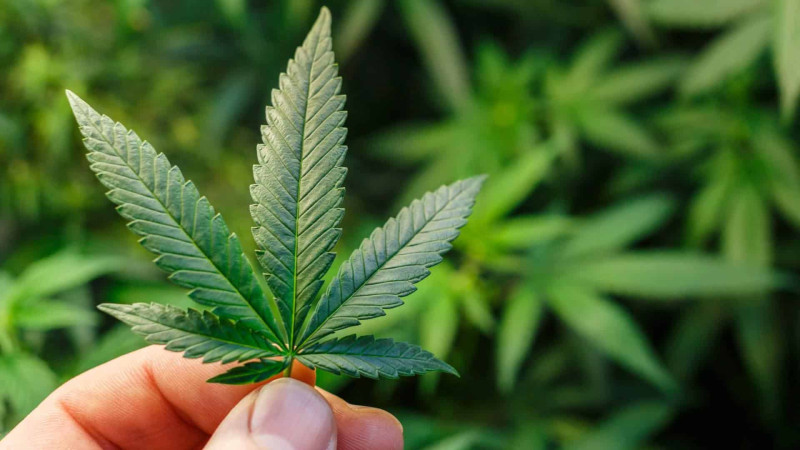 Keçmiş məhkum marixuana ilə tutulub