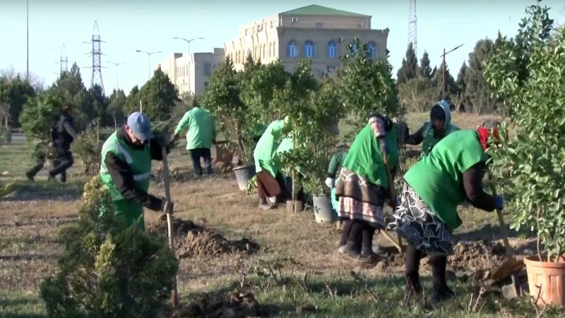 Sumqayıtda ağac və kollar əkilib