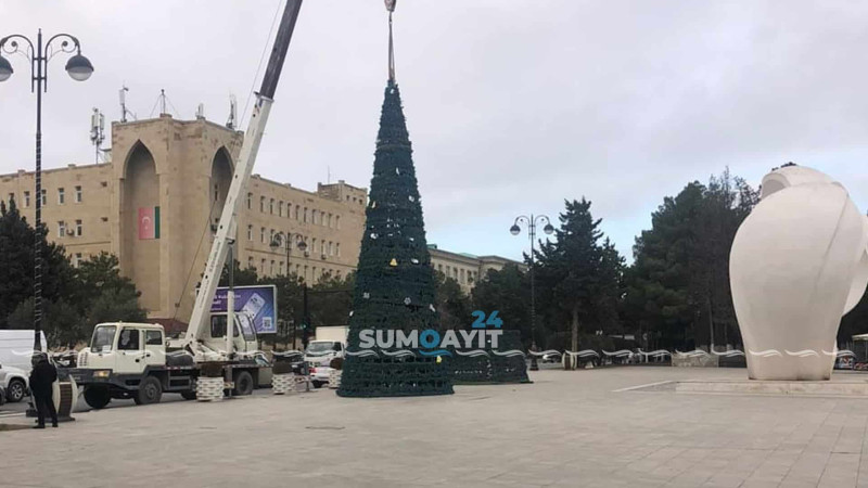 Sumqayıtda bayram küknarları quraşdırılır