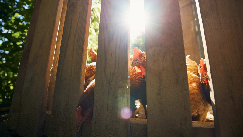 Novxanıda quş və diş oğrusu saxlanılıb