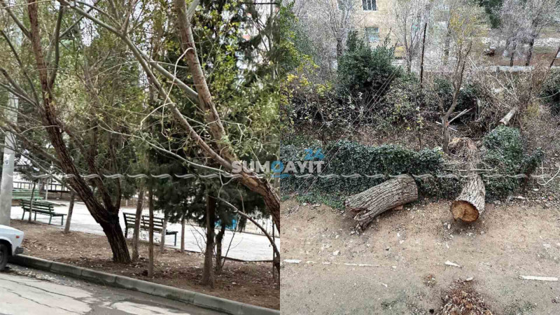 Sumqayıtda əyilmiş ağaclar təhlükəyə çevrilib