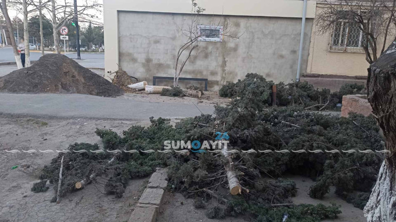 Daha 2 ağac tikinti işlərinin qurbanı olub