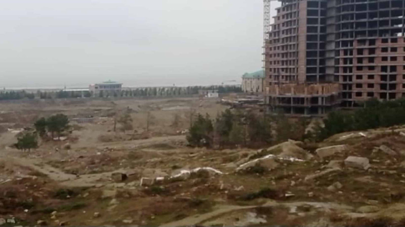 Şam ağacları təhlükədədir