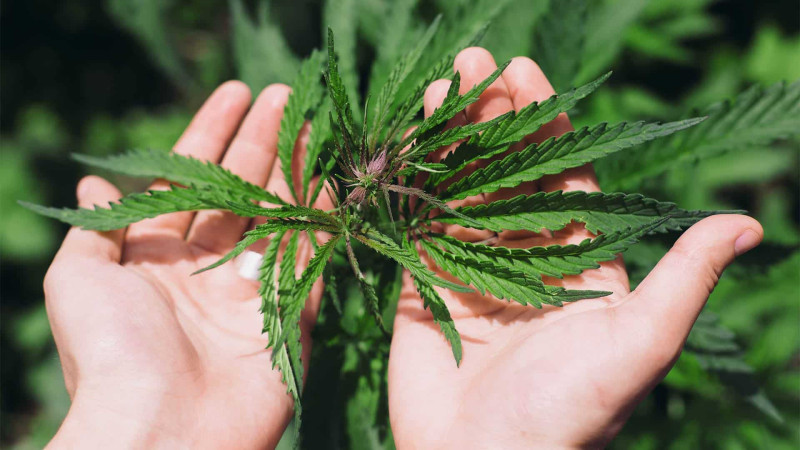 Sumqayıt sakinindən 435 qram marixuana tapılıb