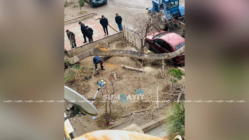 Sumqayıtda qurumuş ağac avtomobilin üstünə düşüb