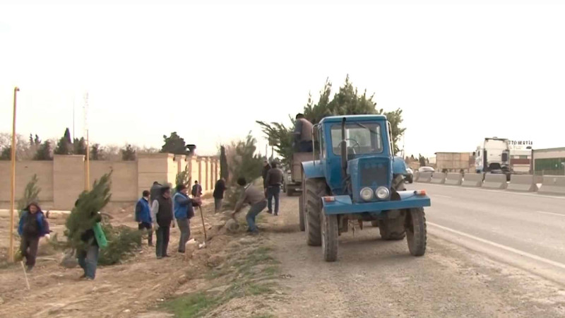 Yaşıllıqların artırılması məqsədilə 300 ədəd ağac əkilib
