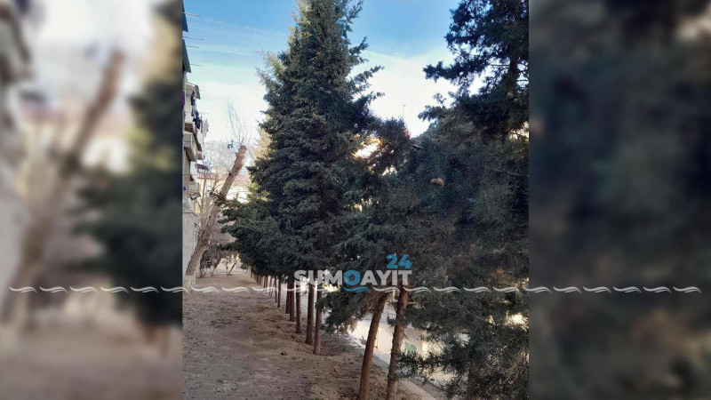 Cavan ağacların qırılma təhlükəsi var