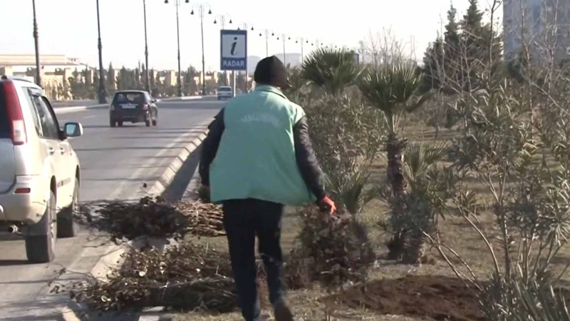 Prospekt və iki küçədə qızılgül kolları əkilib