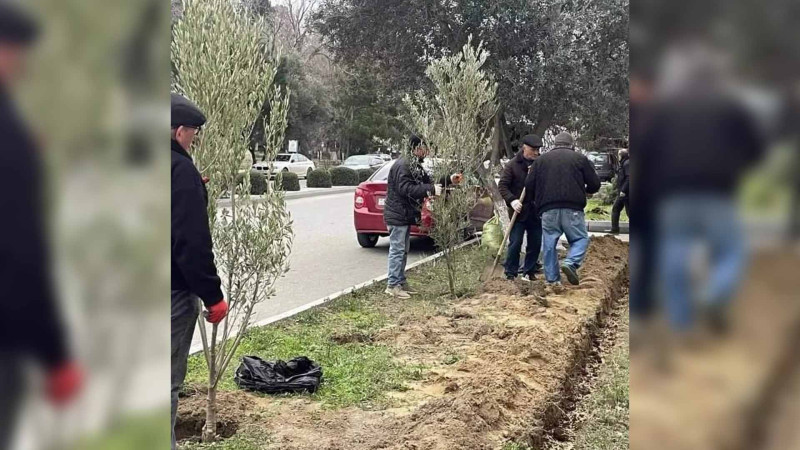 Şəhər ərazisində 1000 ağac əkilib