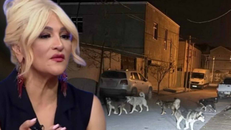 “İtlərin qətlinin qəti əleyhinəyəm”, – tanınmış aparıcı aidiyyəti qurumlardan yardım istəyib