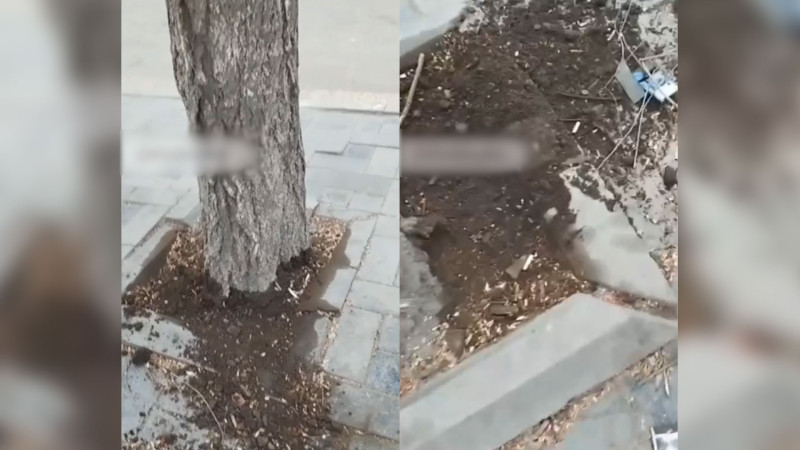 Sumqayıtda yaşlı ağaclar qurudulur – İDDİA