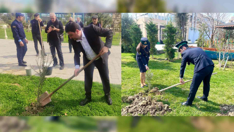 Qurum əməkdaşları bulvarda ağaclar əkiblər