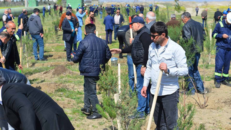 “Azərikimya”da 1000 ədəd müxtəlif növ ağac əkilib