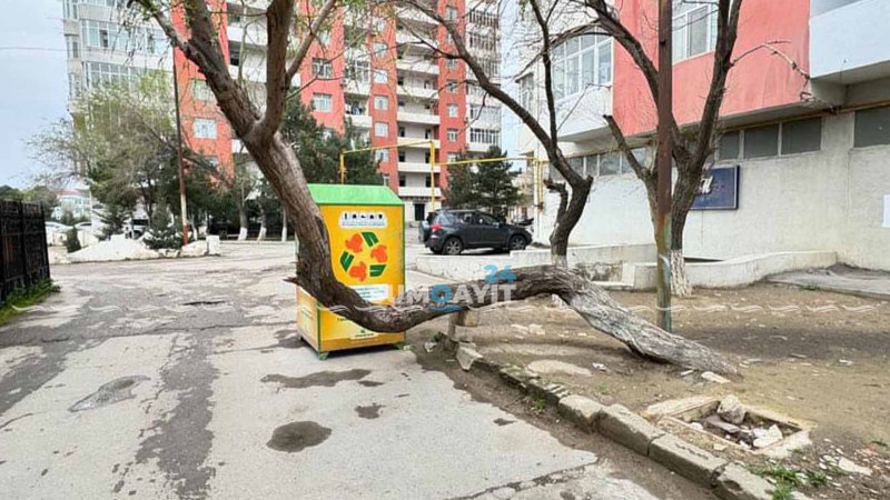 Yaşıllaşdırma idarəsindən qəzalı ağacla bağlı “peşəkar” çıxış yolu