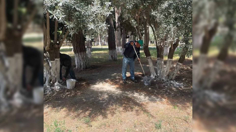 Sumqayıtda yazın qəlişi ilə əlaqədar ağaclara qulluq edilib