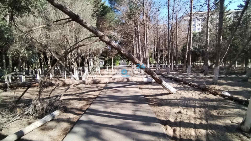 Nəsimi parkındakı 261 quru ağac götürüləcək