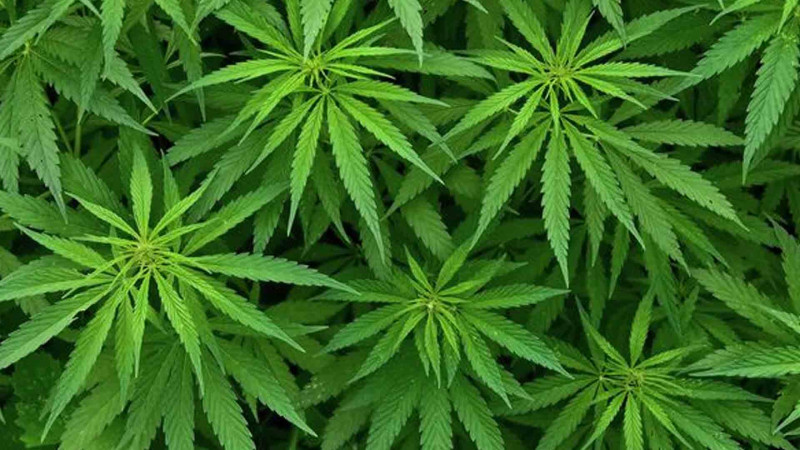 Sumqayıtda vətəndaşda 1 kiloqram marixuana tapılıb