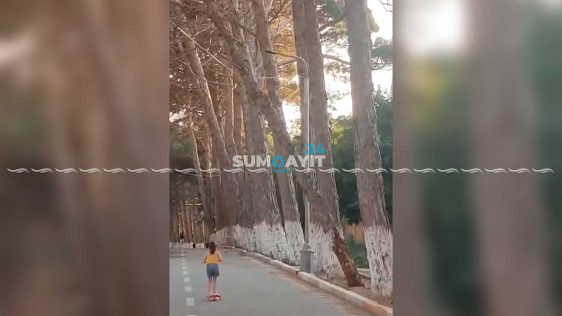 Qurumuş ağac istirahət edənlərə təhlükə yaradır