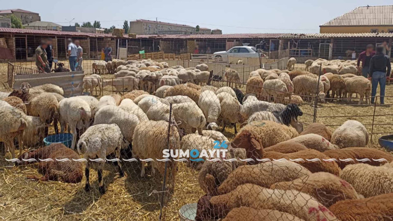 “Mal bazarı”nın direktoru cərimələnib