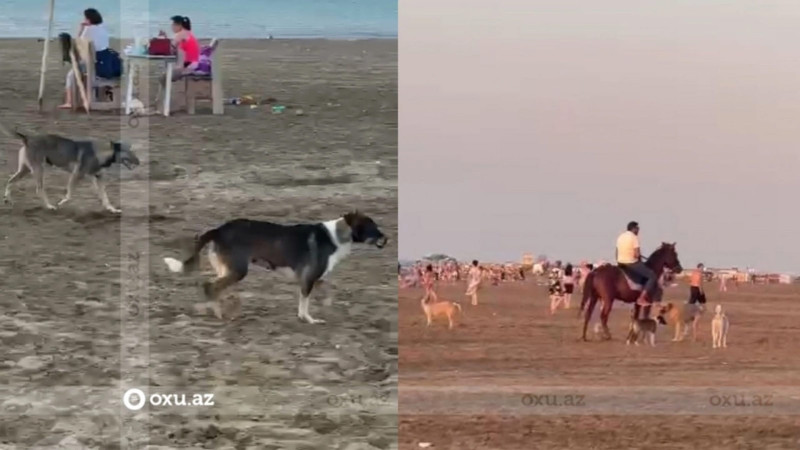 Novxanıda küçə itləri istirahət edənlərə mane olur