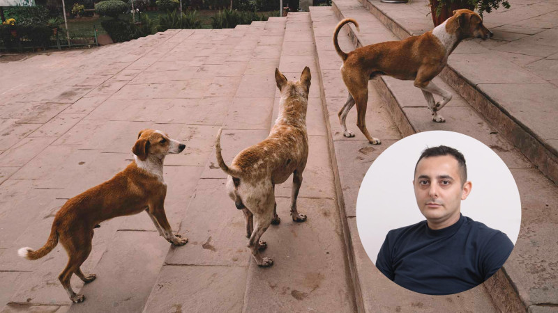 Küçə itlərindən qorunmağın yolları - KİNOLOQ MƏSLƏHƏTİ