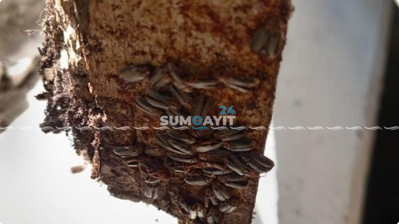 Sumqayıtdakı bit-birəli məktəbi bu dəfə həşəratlar basıb - QALMAQAL