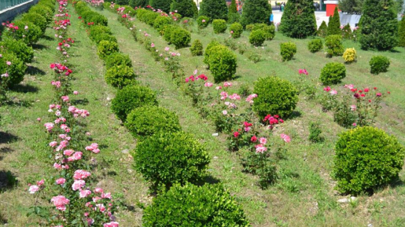 Sumqayıtın yaşıllaşdırılmasına 315 min manat xərclənəcək - TENDER