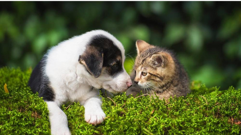 Heyvanlarla zülm edənlər CƏZALANDIRILACAQ