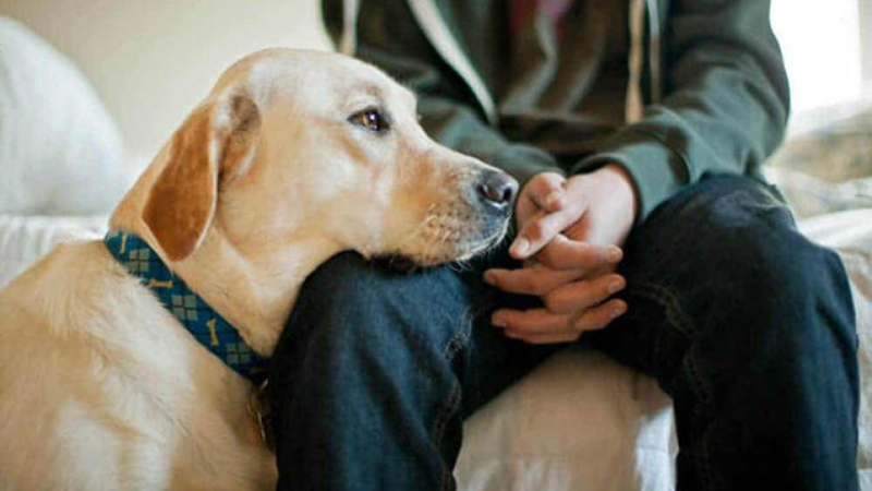 Heyvanlarla rəhmsiz rəftar edənləri gözləyən cərimələr ARTIRILDI