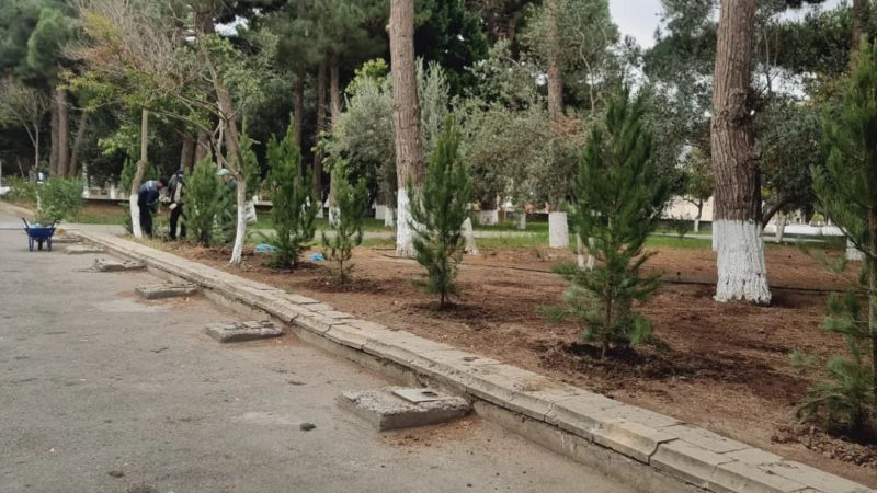 Bələdiyyə parkı yaşıllaşdırılıb