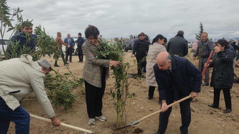Bakı-Quba yolunda 4000-ə yaxın ağac əkilib