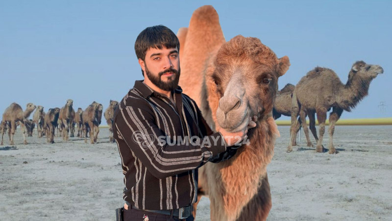 Dəvəsi ilə məşhurlaşan heyvansevər: “Onu satın almaq istəyən çox olub, bütün təklifləri rədd etmişəm” – ÖZƏL MÜSAHİBƏ