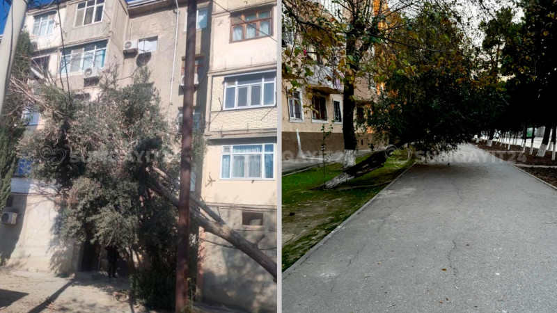 Sumqayıtın təhlükə saçan ağacları