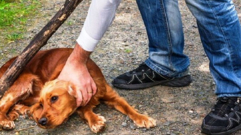 Heyvanlarla rəhmsiz rəftar edilməsinə görə cərimələr artırılıb