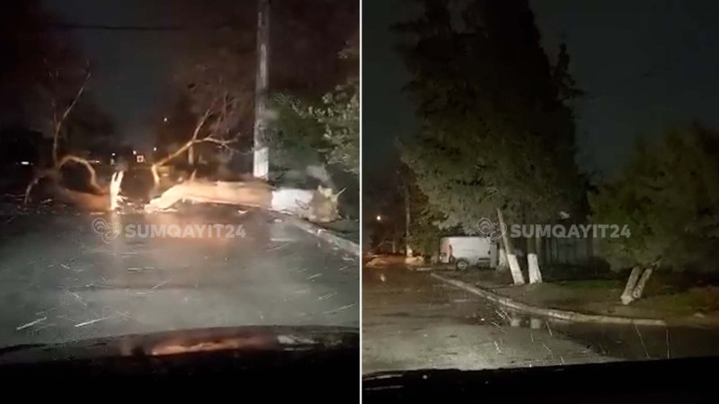 Kotecdə külək iri ağacı aşırıb - VİDEO