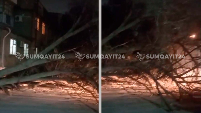 Dünən aşan ağaca qarşı biganəlik