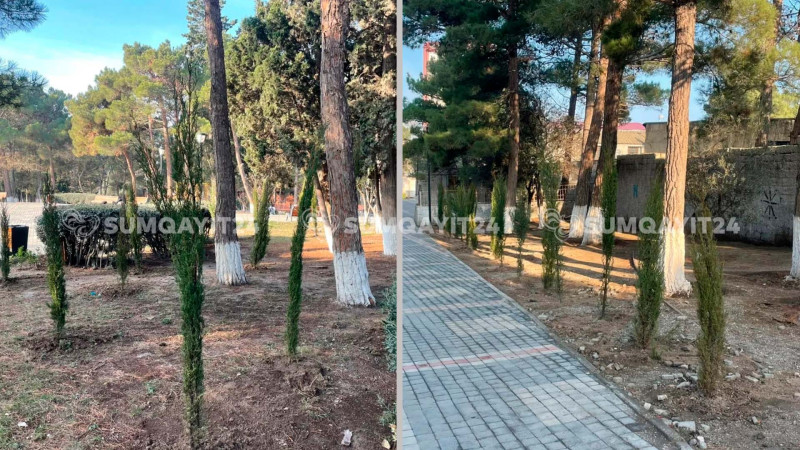 Bələdiyyə parkı yaşıllaşdırılıb