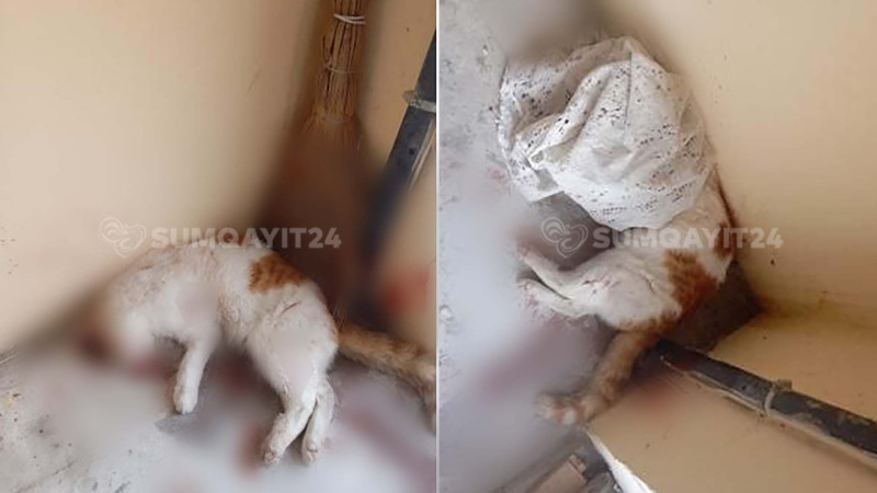 Sumqayıtda pişiyi qəddarcasına bıçaqladılar