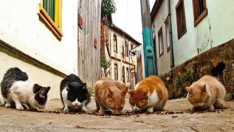 Sumqayıtda pişikləri yandırıb, doğrayırlar - İDDİA+VİDEO