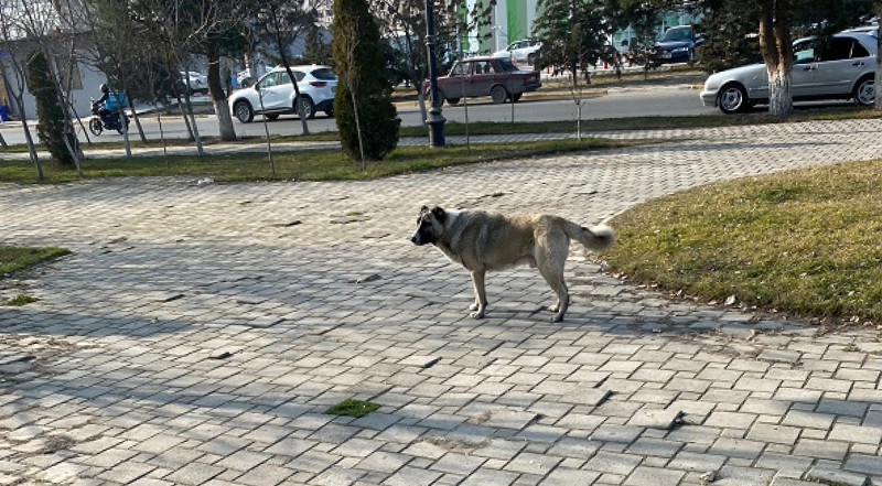 Gəncədə var, Sumqayıtda niyə olmasın?!