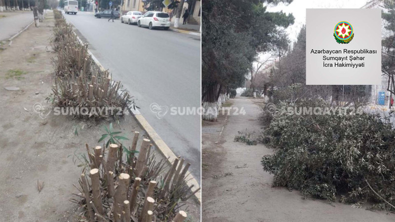 İcra Hakimiyyəti yol kənarındakı ağacların kəsilməsinə aydınlıq gətirdi