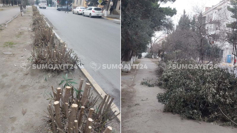 Sumqayıtda yol kənarındakı ağaclar kəsilib