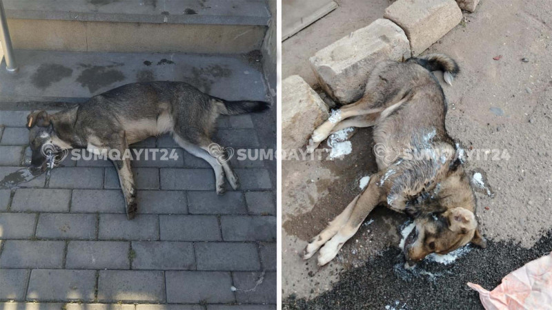 Sumqayıtda sahibsiz itlərə qarşı amansız rəftar