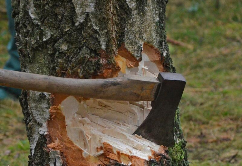 Sumqayıtda təbiətə minlərlə manat ziyan vuruldu