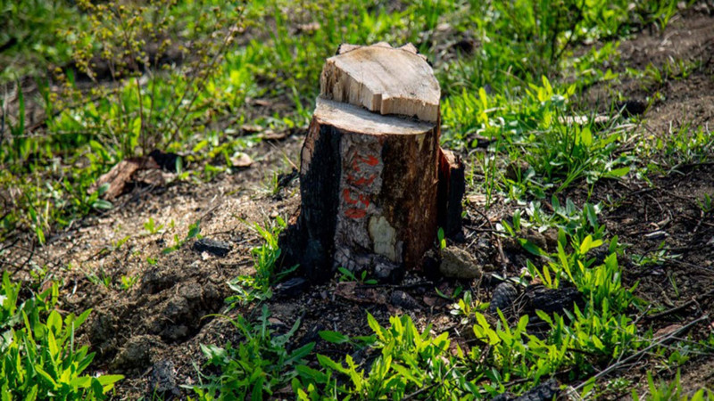 “Term” ərazisində yaşıllıqlar məhv edildi